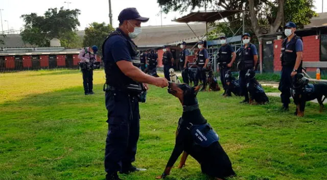 Adiestramiento de perro