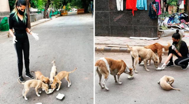 Vibha Tomar sale a las calles a alimentar a los animales en medio de la reciente pandemia.