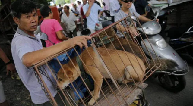 Los perros son considerados un manjar en China.