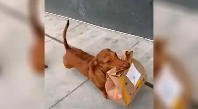 Un hombre captó el momento cuando el perrito estaba yendo a entregar el pedido.