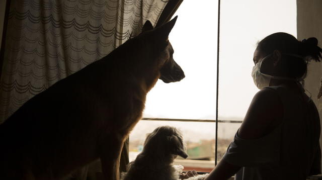 Logremos que nuestros perros y gatos no la pasen tan mal durante esta cuarentena.