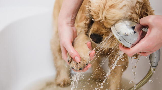 Consejos a seguir para que tu mascota este completamente segura.