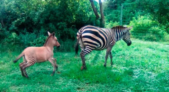 El híbrido animal se trataba de un zonkey, una cebra-burro.