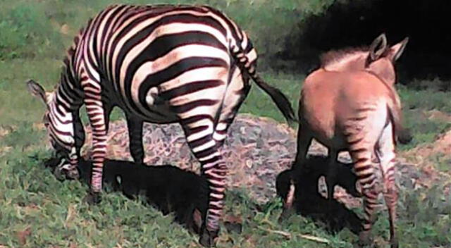 El zonkey combina el cuerpo robusto de su padre burro y las patas rayadas de su madre cebra