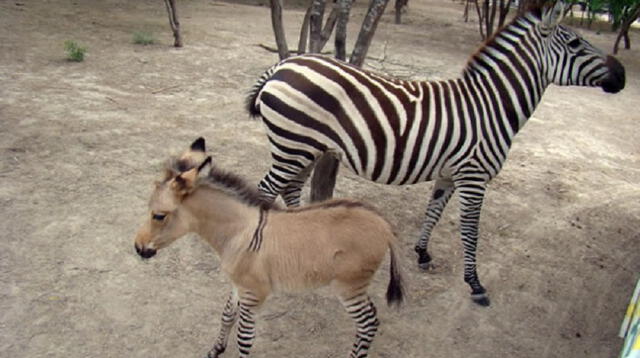 Nace una cría híbrido de cebra y burro en una reserva de Kenia.