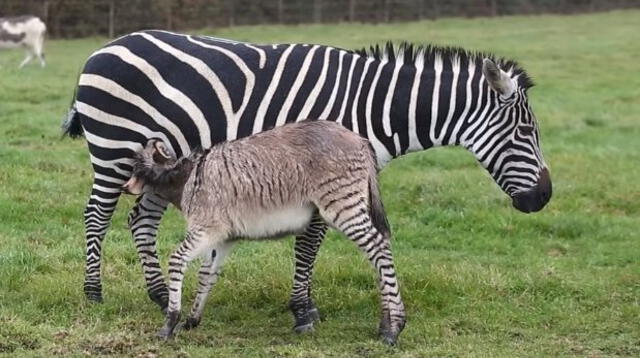 La madre, una cebra, invadió el año pasado un coto privado y se habituó a vivir con animales domésticos y de pastoreo hasta que los medios locales hicieron eco de la noticia.