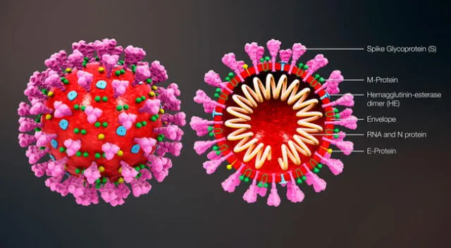 Revelan el origen del coronavirus basándose en la manifestación de varios especialistas.