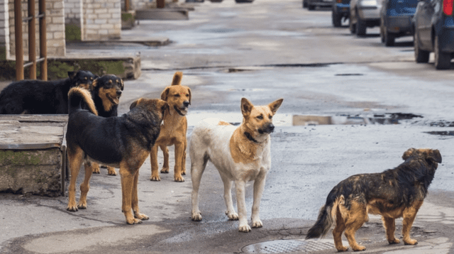 Los perros callejeros han sido exterminados en varias ciudades chinas.