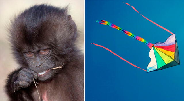 "Mientras que los monos vuelan cometas, los humanos están en las cuevas", indicó un cibernauta.