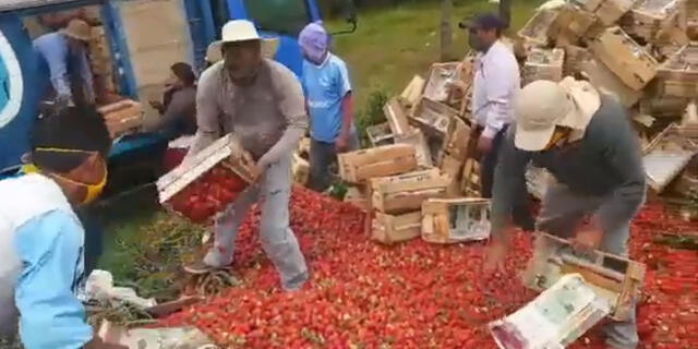 Agricultores denuncian pérdidas de 6 mil kilos de fresa semanal
