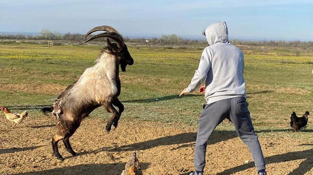 El peleador ruso y el animal en pleno combate