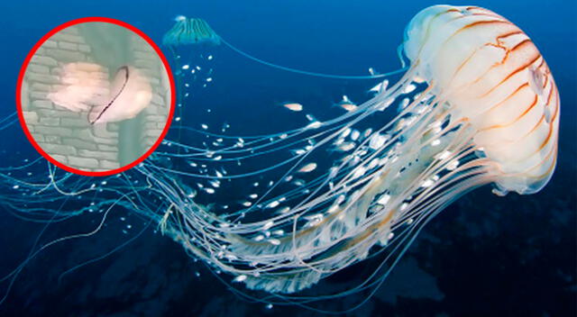 Esta especie de medusa es muy común en el mar Adriático superior.