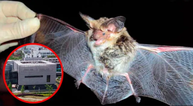 Instituto de Virología de Wuhan realiza experimentos con murciélagos.