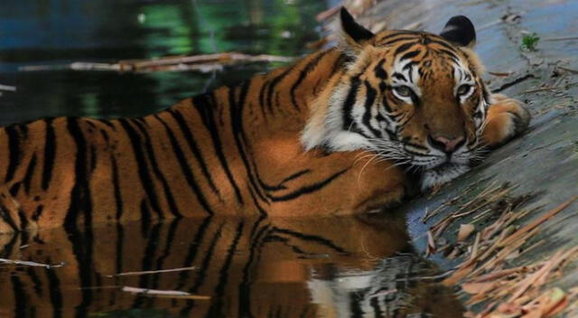 Los animales habrían sido infectados por un miembro del personal que estaba infectado asintomáticamente.