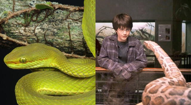 Harry Potter: Descubren especie de serpiente y la bautizan en honor a Salazar Slytherin