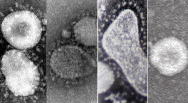 Especies de coronavirus: Alphacoronavirus, Betacoronavirus, Gammacoronavirus y Deltacoronavirus.