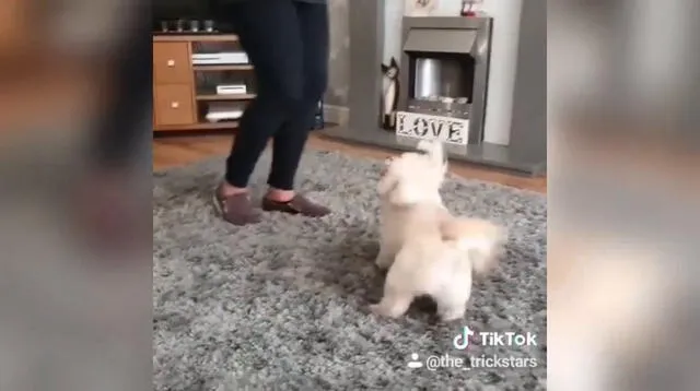 Perrito baila mejor que su ama.