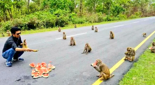 Los monos aprendieron a mantener su distancia social.