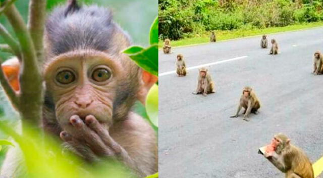 Los monos mantuvieron su distancia para recibir su comida.