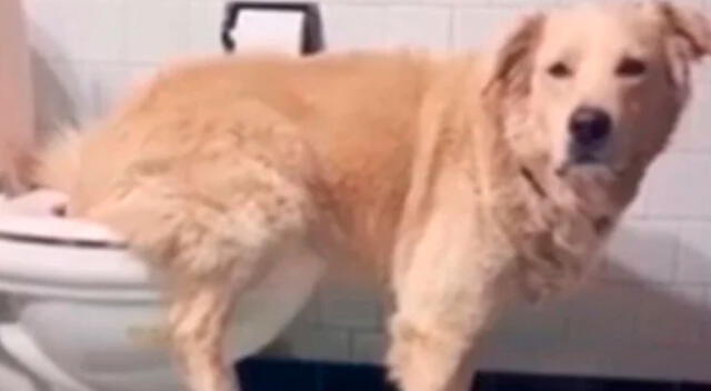 Perro es toda una sensación en redes sociales al saber utilizar el baño.