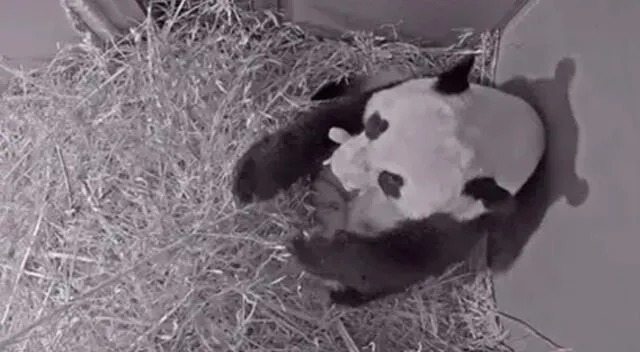 Nace panda bebé en Países Bajos.