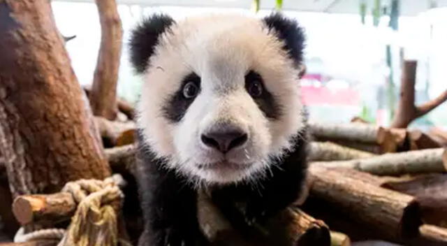 El panda gigante nació en un zoológico de Países Bajos.