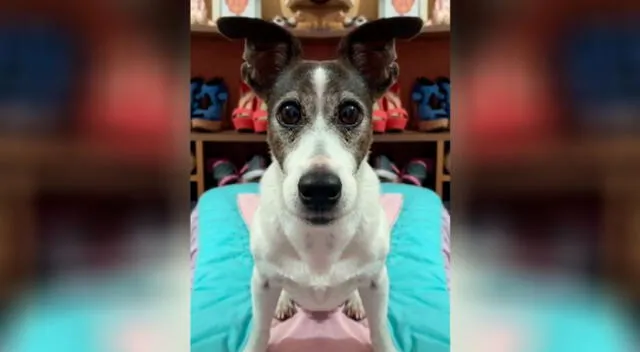 Perro en Tik Tok se volvió viral.