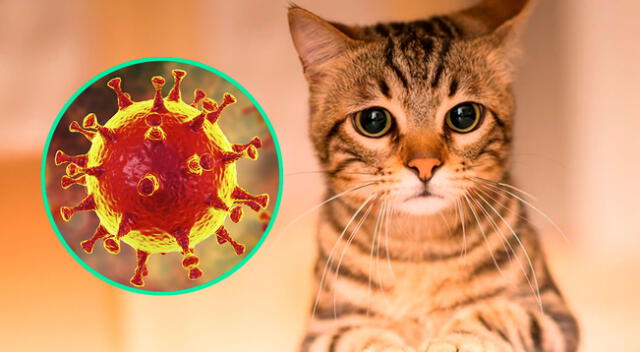 Los gatos son los más susceptibles al coronavirus, según experto de la OMS.
