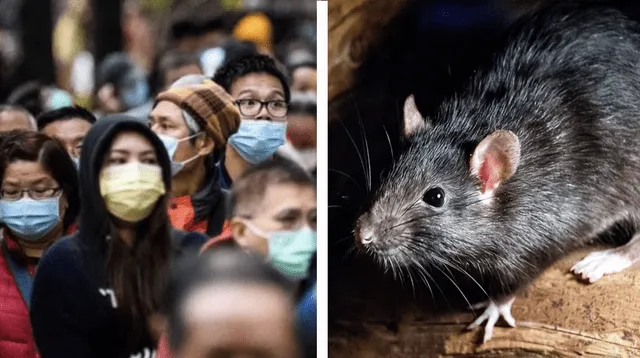 El primer caso de hepatitis E contagiado por ratas fue en 2018, pero actualmente han aumentado los casos.