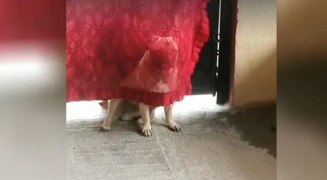 El perrito 'pensó' que ese era un buen lugar para esconderse.