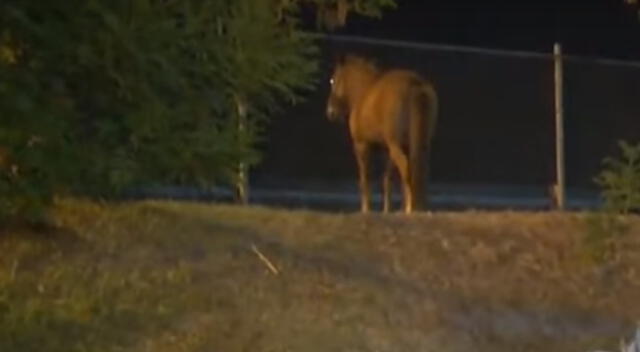 Dejan atada a un caballo en el Callao.