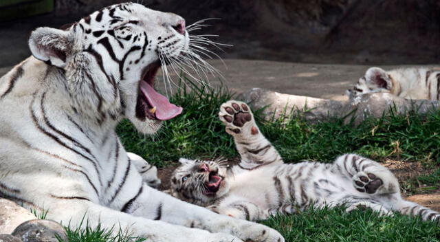 Debido a la crisis sanitaria por el coronavirus, miles de animales se están quedando sin alimento en el zoológico de Huachipa.