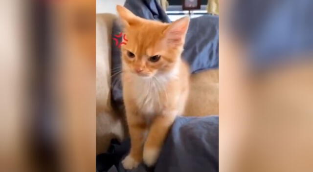 El video del gatito con cara de molesto se ha vuelto viral en redes sociales.