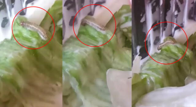 Cibernauta asegura haber encontrado un gusano en su ensalada.