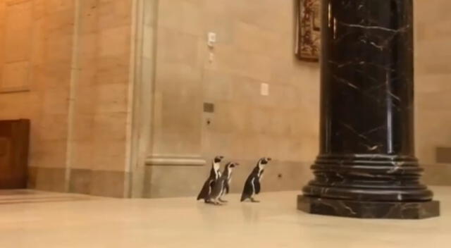 Los pingüinos disfrutaron de las obras de arte.