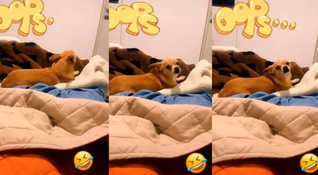 El can ha causado la risa de muchos usuarios de las redes sociales.