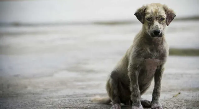 Sujeto abusó de perrita en Los Olivos.