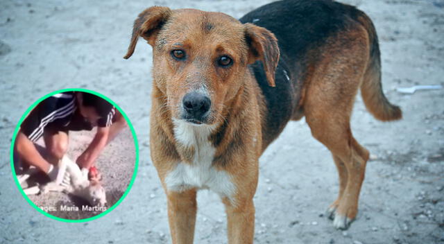 Un video de un joven salvándole la vida a un perro se vuelve viral.