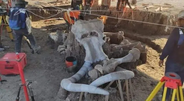 Restos de mamuts hallados en México.