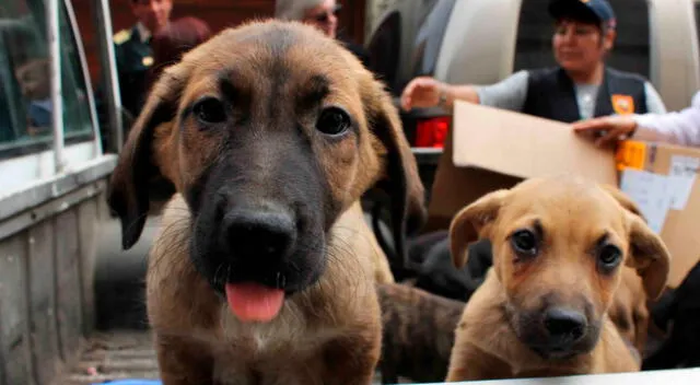 Entre vecinos, animalistas y el área de protección animal de la comuna del Santa brindan refugio a 50 perros desamparados en cuarentena.