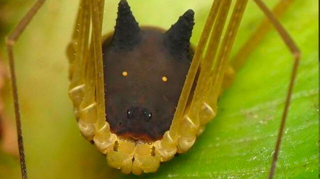 Araña cara de perro, usuarios asombrados por este arácnido.