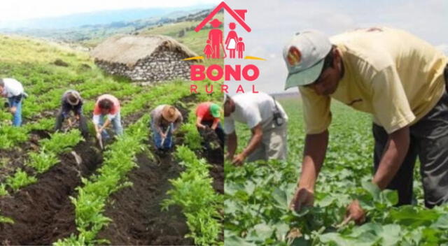 Bono rural: consulta cómo cobrar y dónde ver cronograma de pagos