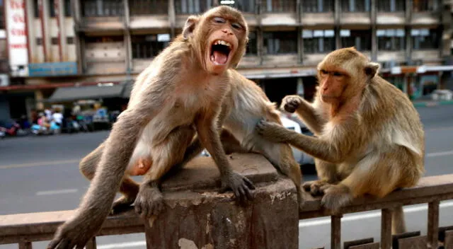 Los monos atacaron a un galeno del Colegio Médico Meerut de Delhi, India.