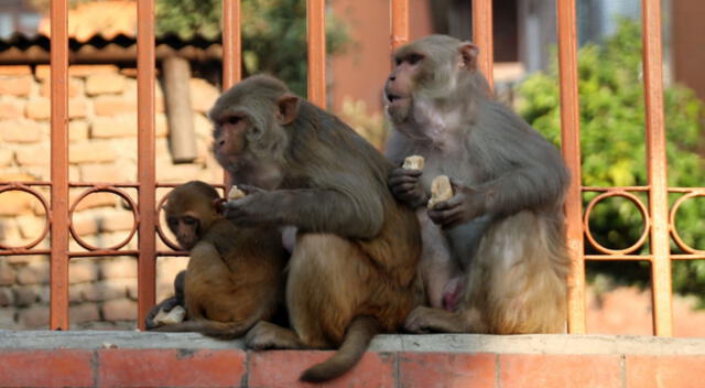 Los monos atacaron a un galeno del Colegio Médico Meerut de Delhi, India.