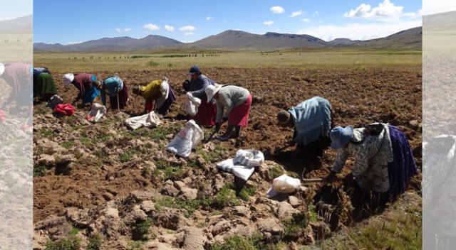 Agricultores presentan grandes perdidas.