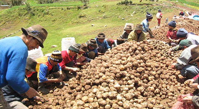 Campesinos trabajan la tierra para el cultivo de la papa.