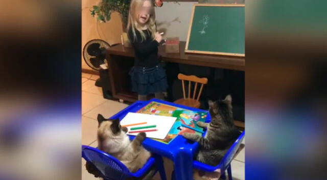 La pequeña aprovechó la cuarentena para darle clases de dibujo a sus gatos.