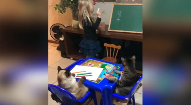 La pequeña aprovechó la cuarentena para darle clases de dibujo a sus gatos.