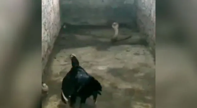 Gallina se enfrentó a serpiente para proteger a sus pollitos.