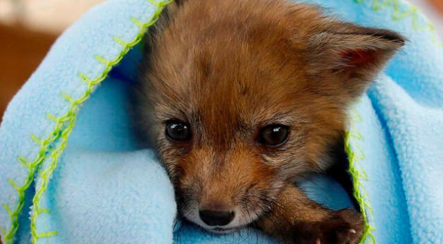 El zorro persiguió a un perro creyendo que era su madre.